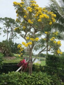 John Wordsworth Tabebuia Tree in bloom march 2019