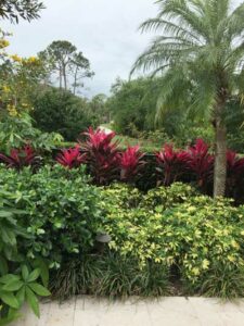 John Wordsworth back yard flowers florida march 2019