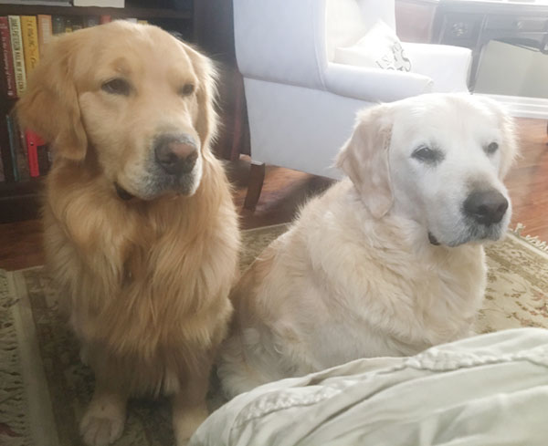 Acer and Milo May 9 2019 after skunk incident