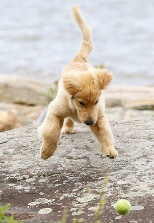 Acer as a puppy jumping for tennis ball