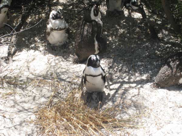 penguin nest