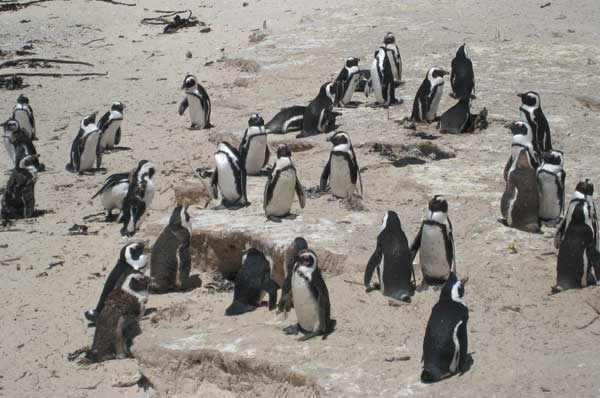 penquins on the beach