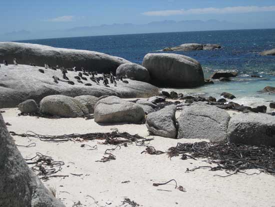 penquins on the rocks