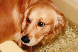 Beaumont – From a Long Line of Golden Retrievers