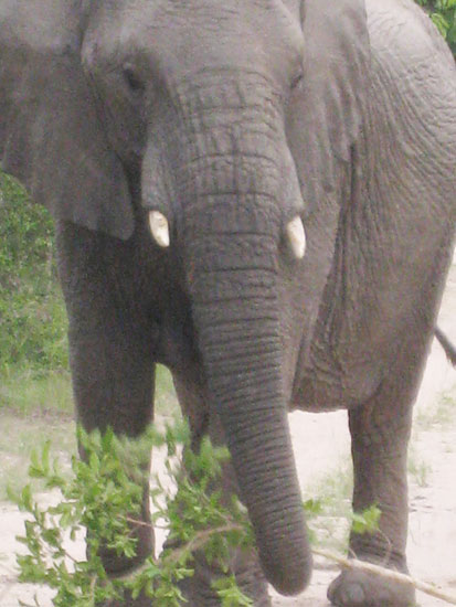 elephant trunk