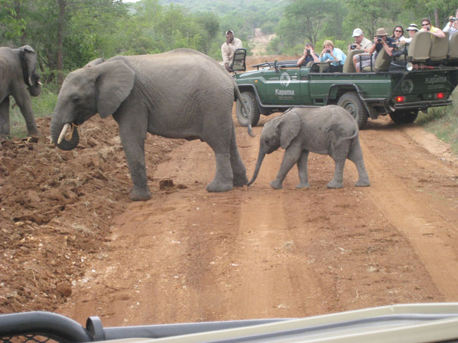 elephants mom and baby