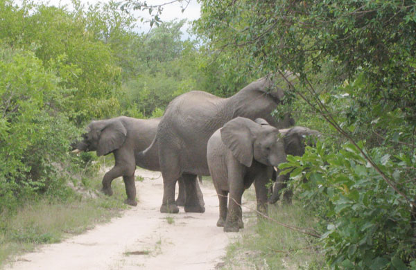 elephants on the road