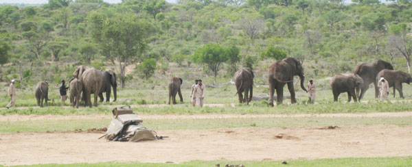 preparing elephants for ride