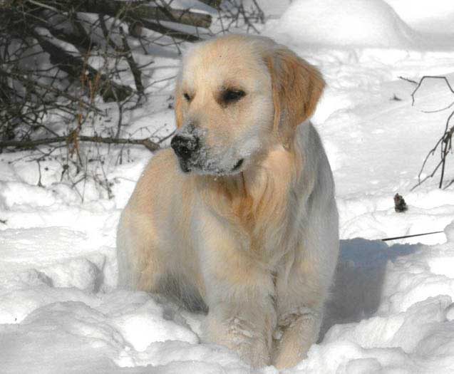 Milo as a puppy