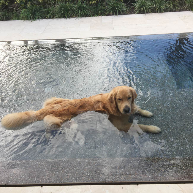 Acer in the pool in Florida