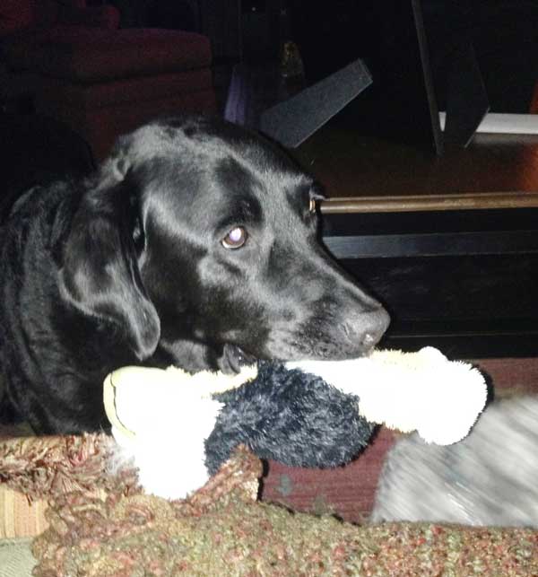 Gunner chewing a toy