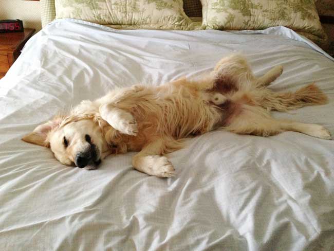 Here's Milo taking up the whole bed.