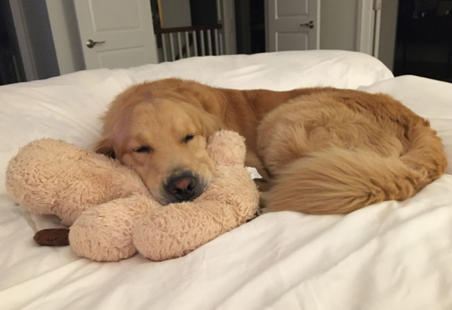 Acer Sleeping in a bed with his toy