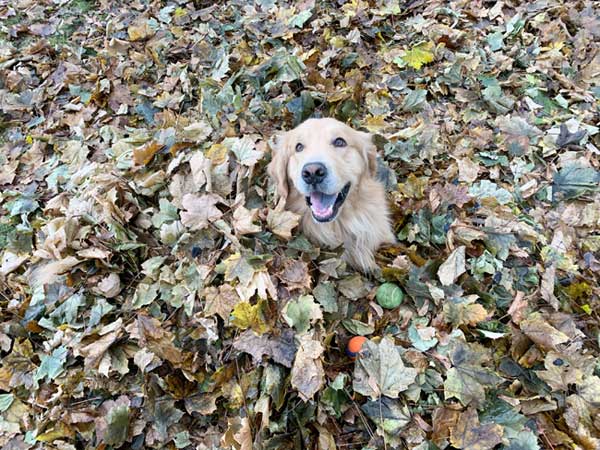 Acer the dog playing in the leaves