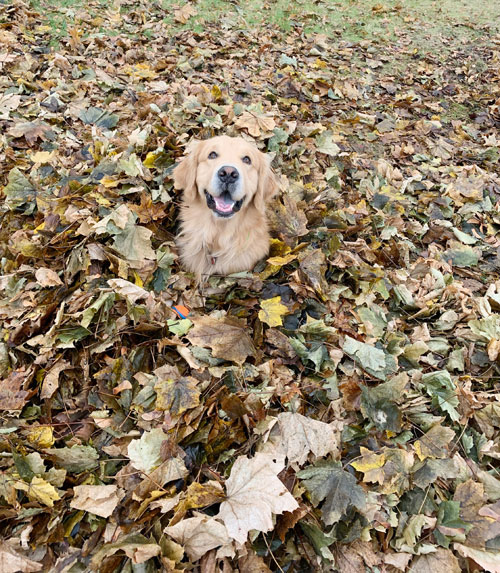 Acer playing in the leaves second image