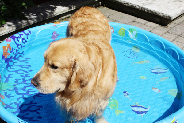 Acer standing in his pool