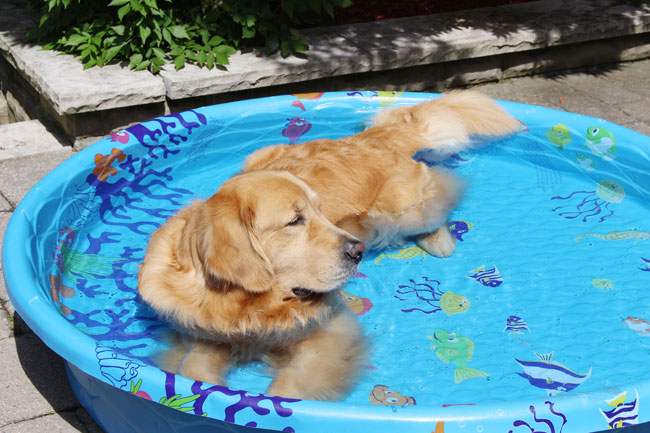 Acer stretched out in his pool