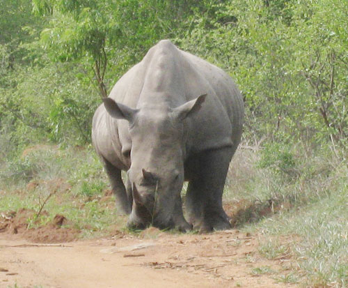 Rhinocerous approaching John Wordsworth