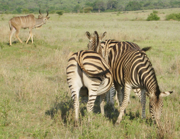 Zebras and Impala