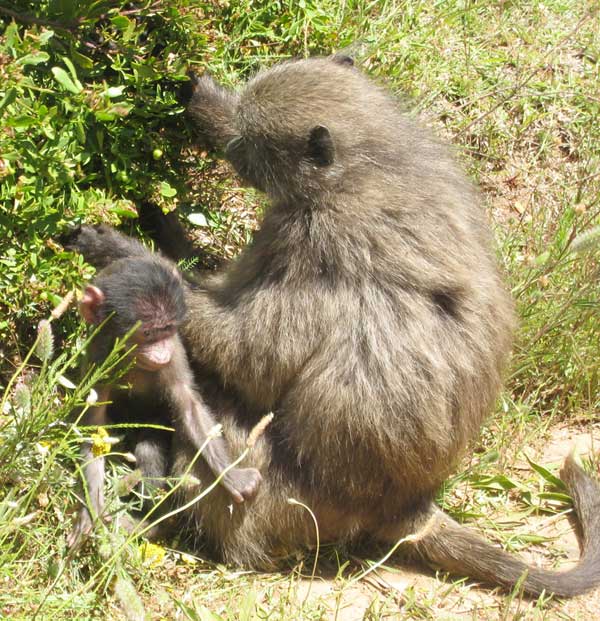 baboons from South Africa taken by John Wordsworth