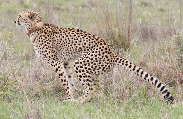 Cheetah running