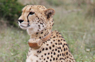 Cheetah sitting for feature image