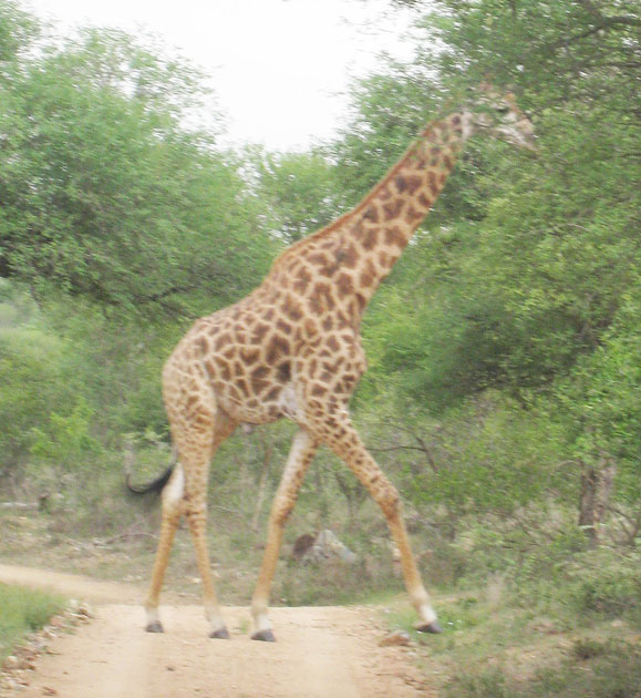 giraffe crossing road