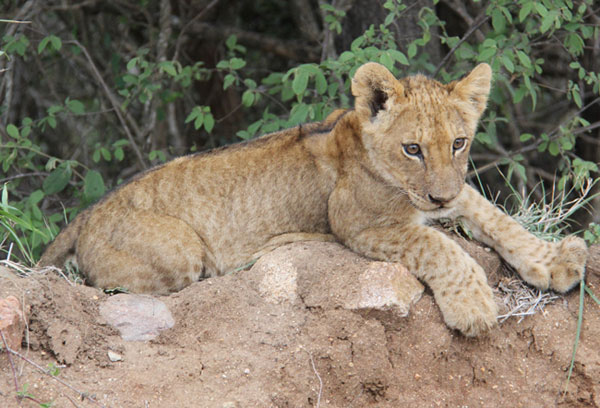 Lion cub taken by John Wordsworth