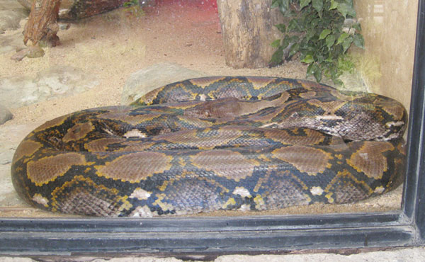 snake behind glass