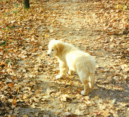 spencer as a puppy two