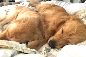 Odus and Acer on the bed