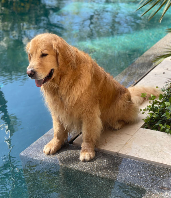 Acer in Florida by the pool