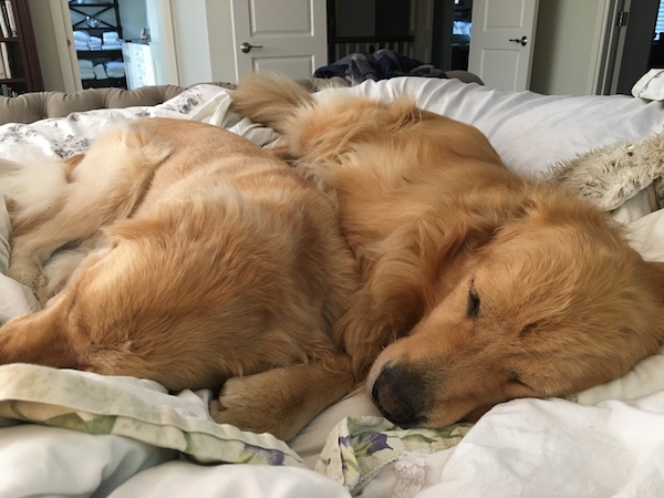 Odus and Acer asleep on the bed