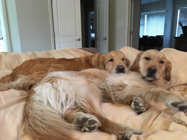 Acer and Odus awake on the bed